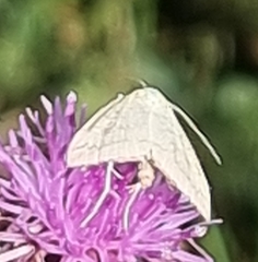 Udea lutealis