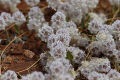 Ptilotus axillaris
