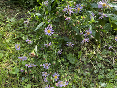 Aster amellus