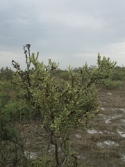 Halostachys belangeriana