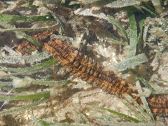Synapta