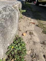 Oxalis corniculata