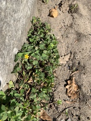 Oxalis corniculata