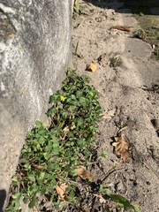 Oxalis corniculata