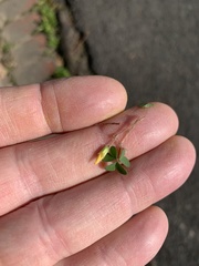 Oxalis corniculata