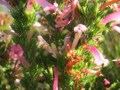 Erica curviflora curviflora