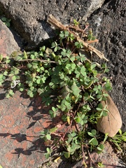 Oxalis corniculata