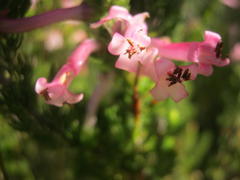 Erica curviflora curviflora