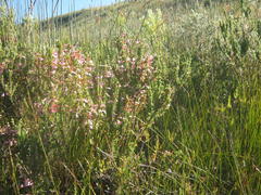 Erica curviflora curviflora