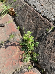 Oxalis corniculata