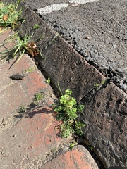 Oxalis corniculata