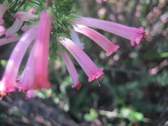 Erica curviflora curviflora