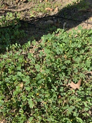 Medicago polymorpha