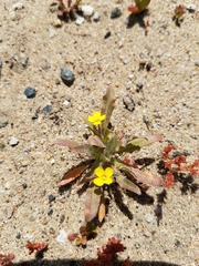 Camissoniopsis micrantha