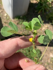 Medicago polymorpha