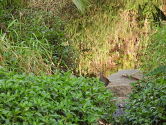 Amaurornis moluccana