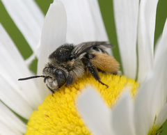 Melissodes illatus