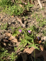Oxalis latifolia