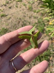 Oxalis latifolia