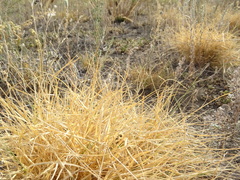 Cleistogenes