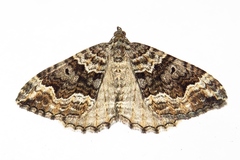 Chrysolarentia