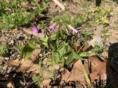 Oxalis latifolia