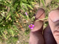 Oxalis latifolia