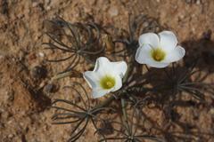 Oxalis flava flava