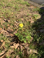 Oxalis pes-caprae
