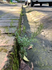 Cardamine hirsuta