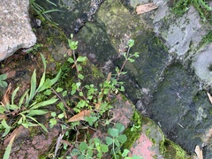 Stellaria media