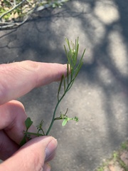 Cardamine hirsuta