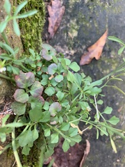 Cardamine hirsuta
