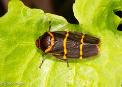 Phymatostetha stalii