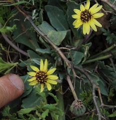Othonna auriculifolia
