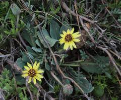 Othonna auriculifolia