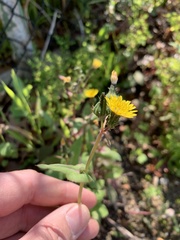 Sonchus oleraceus