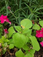 Galinsoga quadriradiata