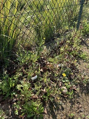 Sonchus oleraceus