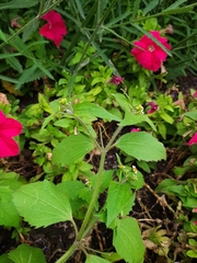 Galinsoga quadriradiata