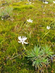 Borya sphaerocephala