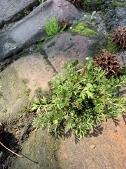 Cotula australis