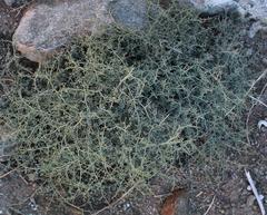 Tetraena retrofracta