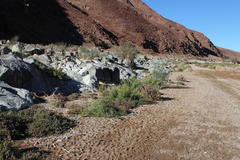 Tetraena retrofracta