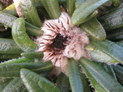 Oldenburgia paradoxa