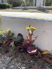 Sonchus oleraceus