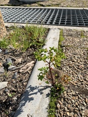 Euphorbia peplus