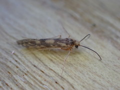 Agraylea