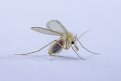 Diptera