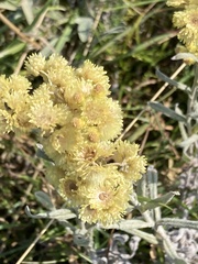 Helichrysum arenarium